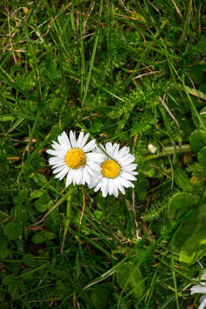 White daisy (Bellis Perennis) aka Common daisy or Lawn daisy or English daisy flower bloomの写真素材