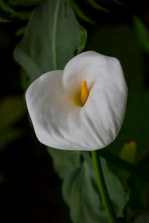 Calla lily,beautiful white calla lilies blooming in the garden, Arum lily, Gold callaの写真素材
