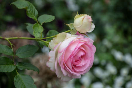 Rose flower closeup. Shallow depth of field. Spring flower of pink roseの写真素材
