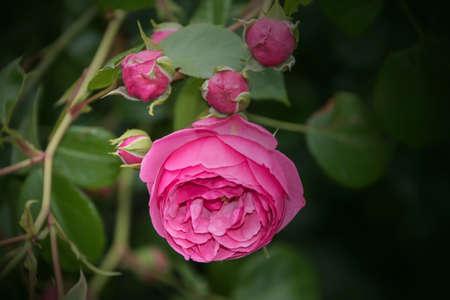 Rose flower closeup. Shallow depth of field. Spring flower of pink roseの写真素材