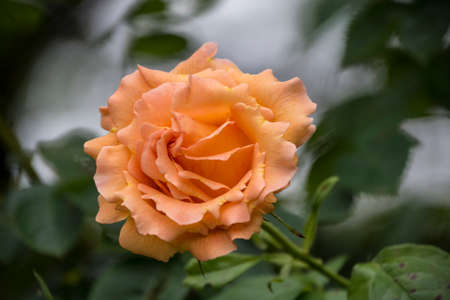 Rose flower closeup. Shallow depth of field. Spring flower of orange roseの写真素材