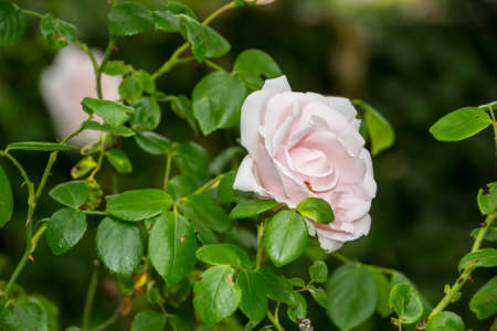 Rose flower closeup. Shallow depth of field. Spring flower of white rose.の写真素材