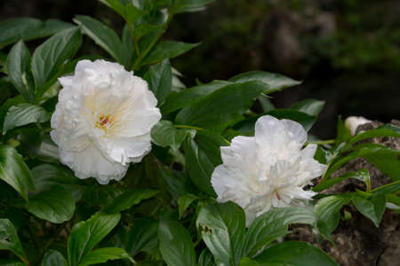 White peonies in the garden. Blooming white peony. Closeup of beautiful white Peonie flower.の写真素材