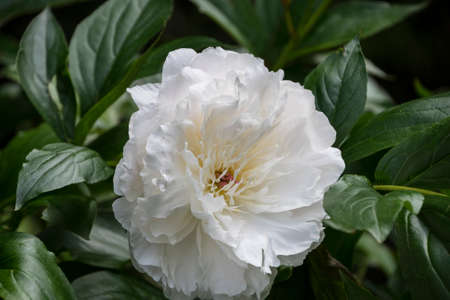 Blooming white peony. Garden Bush of white peonies. Fluffy, disheveled, white flowers.の写真素材