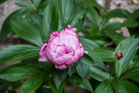 Spring flowers series, beautiful pink peony flowers in garden. Big peony bud. Peonies macro. The care of garden plants. Landscape design.terry with pink petals.Copy spaceの写真素材