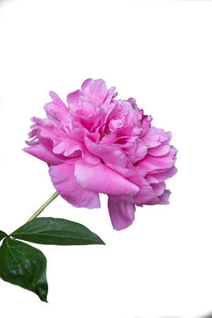 Spring flowers series, beautiful pink peony flowers in garden. Big peony bud isolated. Peonies macro. The care of garden plants. Landscape design.terry with pink petals.Copy spaceの写真素材