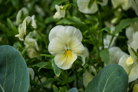 Pansy Flowers vivid yellow spring colors. Macro images of flower faces. Pansies in the gardenの写真素材