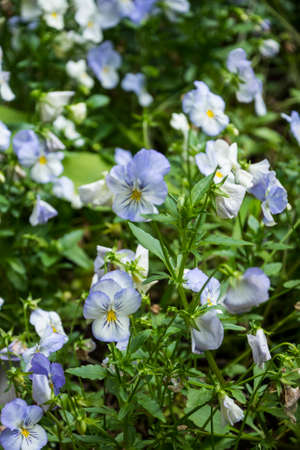 Pansy Flowers vivid white and blue spring colors. Macro images of flower faces. Pansies in the gardenの写真素材