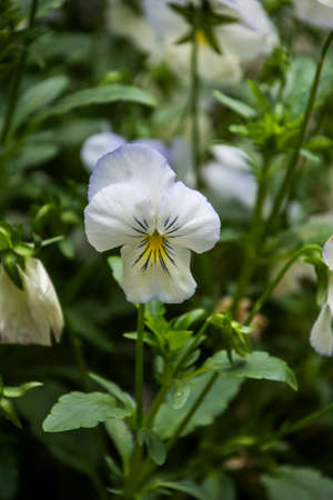 Pansy Flowers vivid white and blue spring colors. Macro images of flower faces. Pansies in the gardenの写真素材