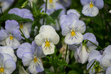 Pansy Flowers vivid white and blue spring colors. Macro images of flower faces. Pansies in the gardenの写真素材