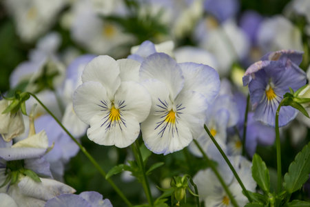 Pansy Flowers vivid white and blue spring colors. Macro images of flower faces. Pansies in the gardenの写真素材