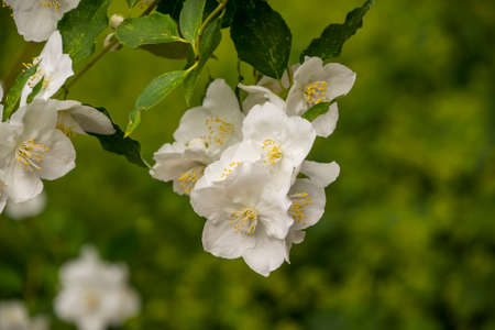 White garden jasmine in the garden. White jasmine blossom with green leaves. Flowers sways on wind among the leaves in the gardenの写真素材