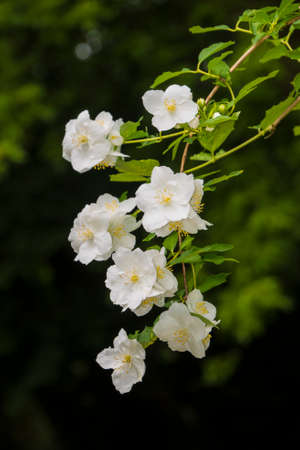 White garden jasmine in the garden. White jasmine blossom with green leaves. Flowers sways on wind among the leaves in the gardenの写真素材