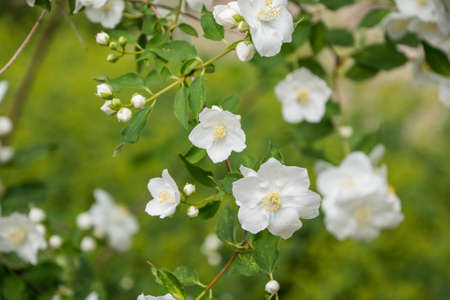 White garden jasmine in the garden. White jasmine blossom with green leaves. Flowers sways on wind among the leaves in the gardenの写真素材