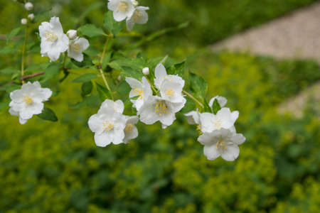White garden jasmine in the garden. White jasmine blossom with green leaves. Flowers sways on wind among the leaves in the gardenの写真素材