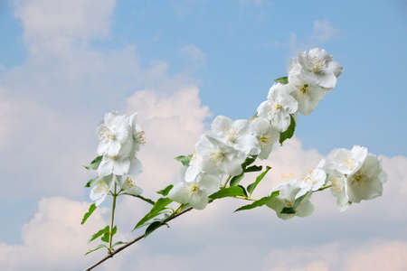 White garden jasmine in the garden. White jasmine blossom with green leaves. Flowers sways on wind among the leaves in the gardenの写真素材