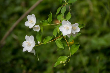 White garden jasmine in the garden. White jasmine blossom with green leaves. Flowers sways on wind among the leaves in the gardenの写真素材