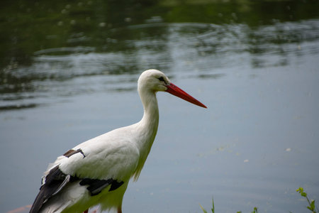 Stork in its natural habitat. White stork walking on a green meadow
