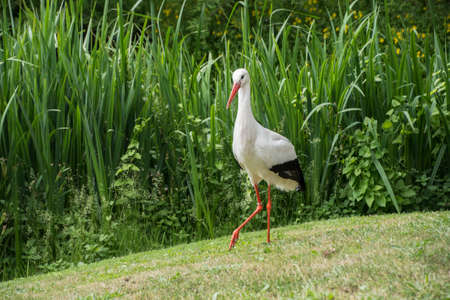 Stork in its natural habitat. White stork walking on a green meadowの写真素材