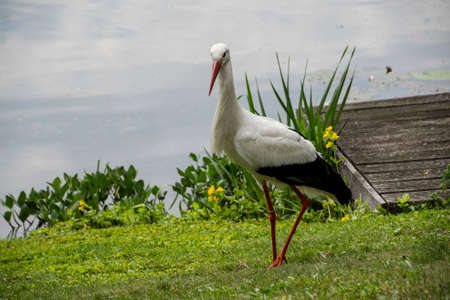 Stork in its natural habitat. White stork walking on a green meadowの写真素材