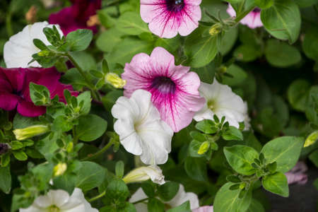 Pink and white Petunia Petunioideae flowers macro closeup as a background. Selective focus. Image full of colourful petunia , Petunia hybrida in the pot.multicolored flower pots on the street, balcony, porchの写真素材