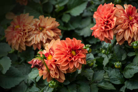 Red dahlia in the summer garden. Dahlias blooming in Mayの写真素材