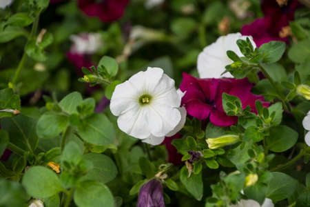 Pink and white Petunia Petunioideae flowers macro closeup as a background. Selective focus. Image full of colourful petunia , Petunia hybrida in the pot.multicolored flower pots on the street, balcony, porchの写真素材