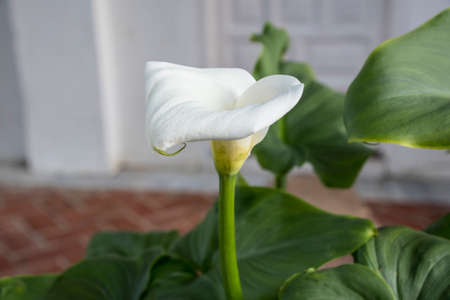 Calla lily,beautiful white calla lilies blooming in the garden, Arum lily, Gold callaの写真素材