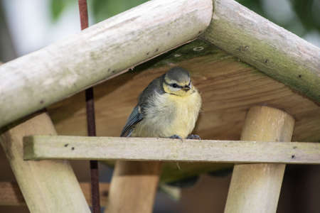 Baby blue tit. The bird child is sitting in a bird feeder to rest from his first flightの写真素材