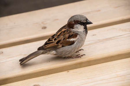 House sparrow on wooden table. Sparrows are accustomed to the urban environmentの写真素材
