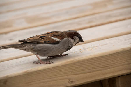 House sparrow on wooden table. Sparrows are accustomed to the urban environmentの写真素材