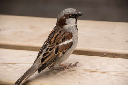 House sparrow on wooden table. Sparrows are accustomed to the urban environmentの写真素材