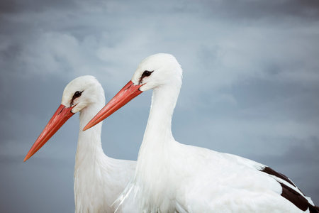 White storks closeup in the park before cloudy sky