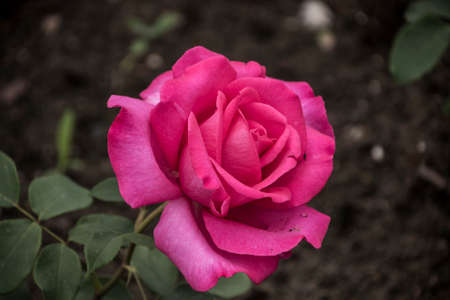 Rose flower closeup. Shallow depth of field. Spring flower of pink roseの写真素材