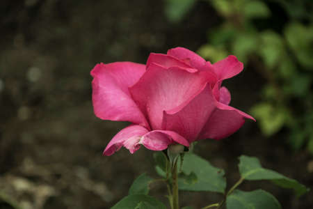 Rose flower closeup. Shallow depth of field. Spring flower of pink roseの写真素材