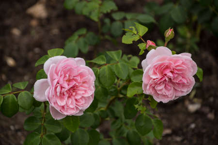 Rose flower closeup. Shallow depth of field. Spring flower of pink roseの写真素材