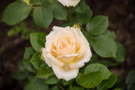 Rose flower closeup. Shallow depth of field. Spring flower of white rose.の写真素材