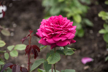 Rose flower closeup. Shallow depth of field. Spring flower of pink roseの写真素材