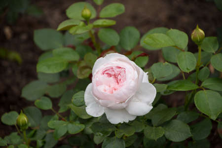 Rose flower closeup. Shallow depth of field. Spring flower of white rose.の写真素材