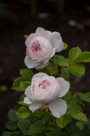 Rose flower closeup. Shallow depth of field. Spring flower of white rose.の写真素材