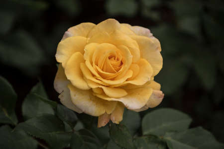 Beautiful big yellow rose on blured background. Yellow rose on the bush. Delicate rose macro.の写真素材
