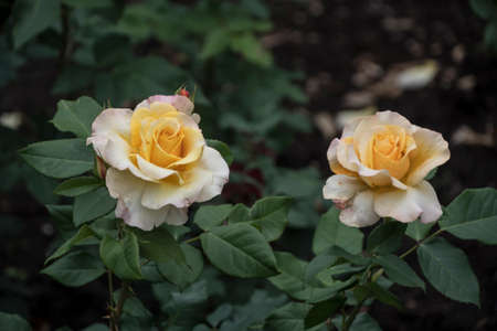 Beautiful big yellow rose on blured background. Yellow rose on the bush. Delicate rose macro.の写真素材