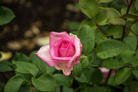 Rose flower closeup. Shallow depth of field. Spring flower of pink roseの写真素材