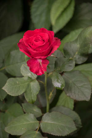 Rose flower closeup. Shallow depth of field. Spring flower of red roseの写真素材