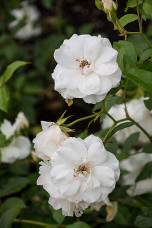 Rose flower closeup. Shallow depth of field. Spring flower of white rose.の写真素材