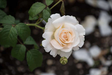 Rose flower closeup. Shallow depth of field. Spring flower of white rose.の写真素材