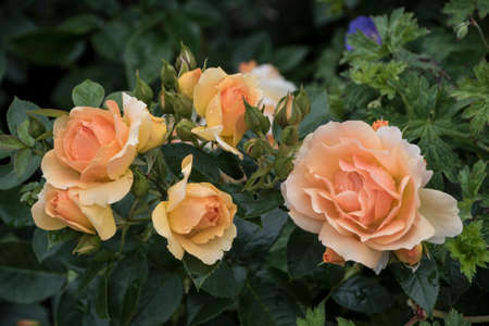 Beautiful big pale orange rose on blured background. Orange rose on the bush. Delicate rose macro.の写真素材