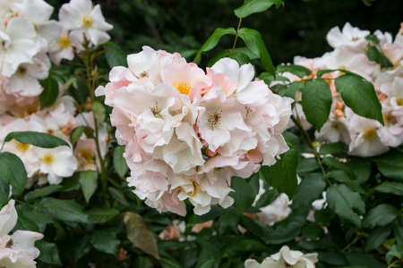 Rose flower closeup. Shallow depth of field. Spring flower of white rose.の写真素材