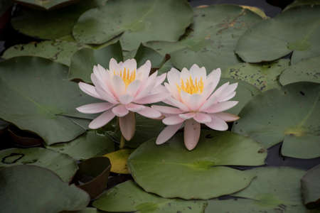 European White Waterlily, Water Rose or Nenuphar, Nymphaea alba, flowers at pond close-upの写真素材