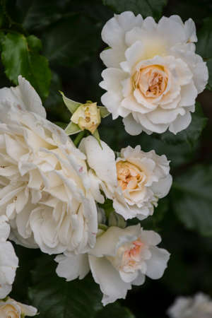 Rose flower closeup. Shallow depth of field. Spring flower of white rose.の写真素材